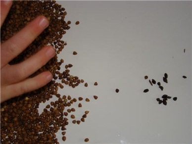 перебираємо гречану крупу