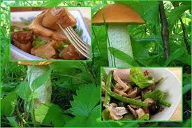 Гриби розбираємо за видами