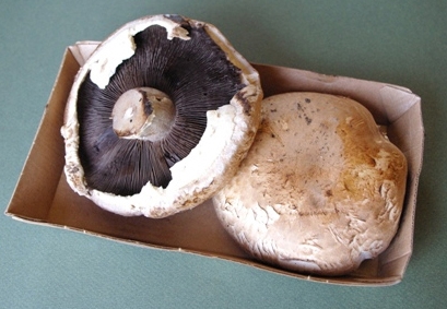 обробляємо білі гриби