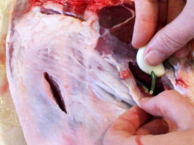 начинена ногаа