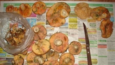 беремо невеликого розміру рижики