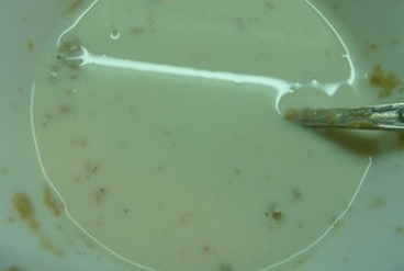 розводимо дріжджі в молоці