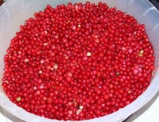 Відбираємо хорошу брусницю