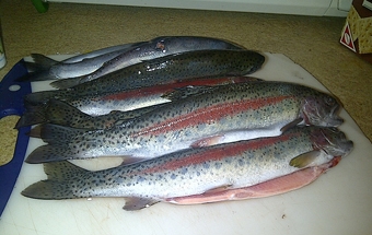 натираємо форель сіллю і спеціями