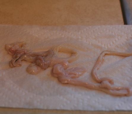 моєму кишки