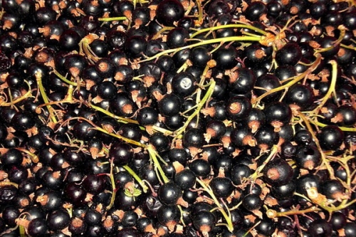 чорна смородина з гілочками