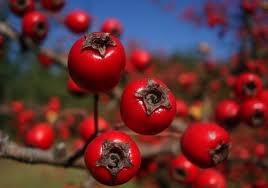 відбираємо плоди глоду