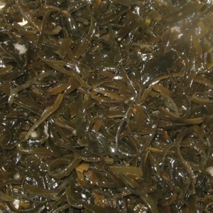 шар морської капусти
