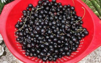 промиваємо смородину