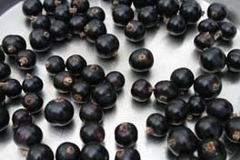 чорна смородина