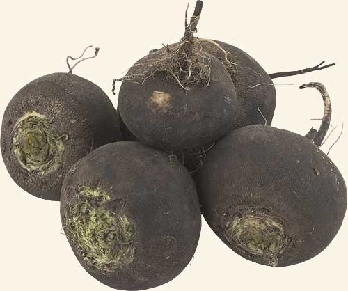 чорна редька