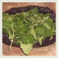 перший варіант сушіння меліси лимонної