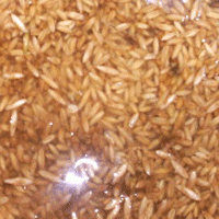 овес у воді