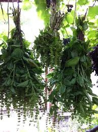 другий варіант засушування меліси