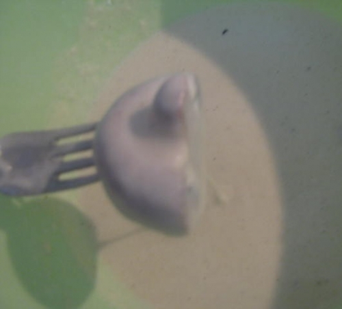 вмочаємо печериці в кляр