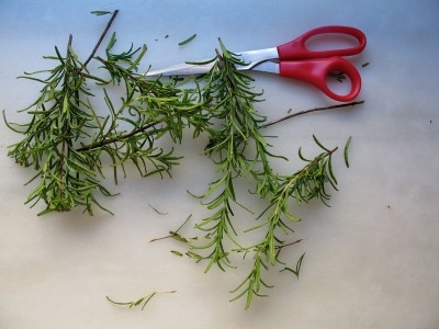 подрібнюємо гілочки розмарину