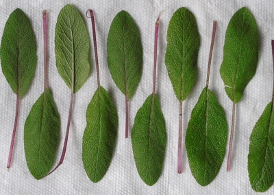 висушуємо листя шавлії