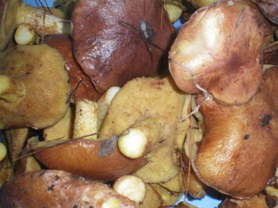 маслюки свіжі