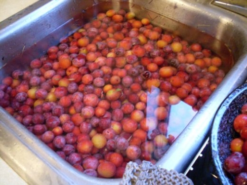 сливи у воді