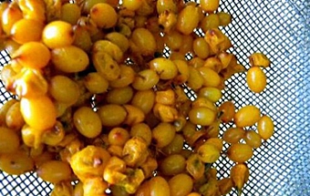 викладаємо обліпиху в друшляк
